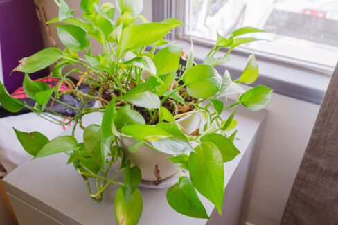 Move Your Mountain plant by the window.